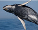 Whale and Seabird Watching, Scenic Boat Tours and Kayaking