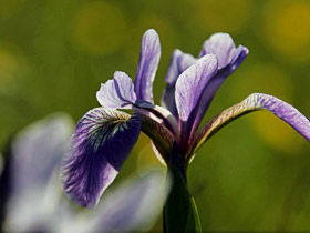 wildflowers