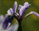 Wildflowers and Seaweeds